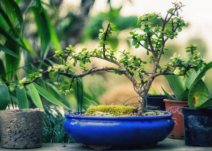 Decorative bonsai tree indoor plant display